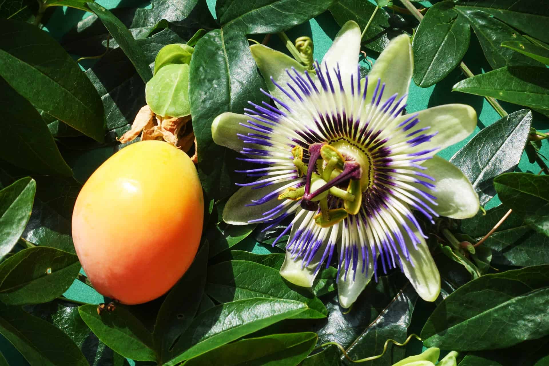 how-to-eat-blue-passion-flower-fruit