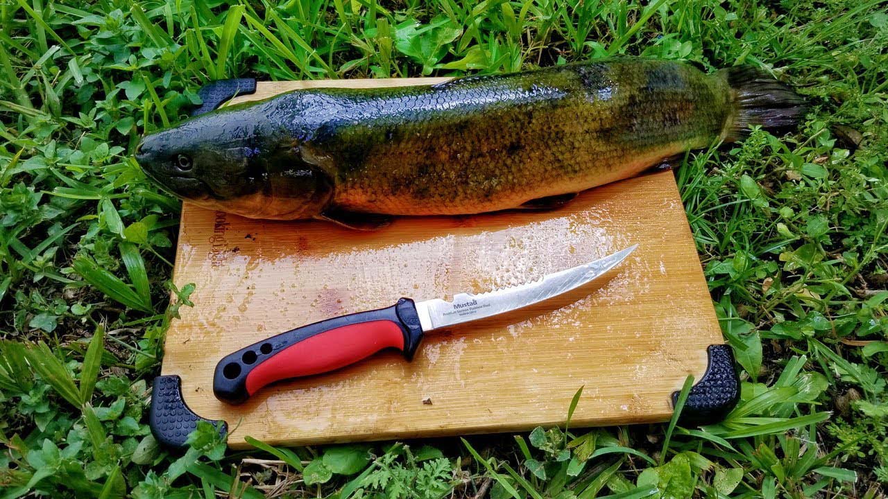 how-to-eat-bowfin-roe