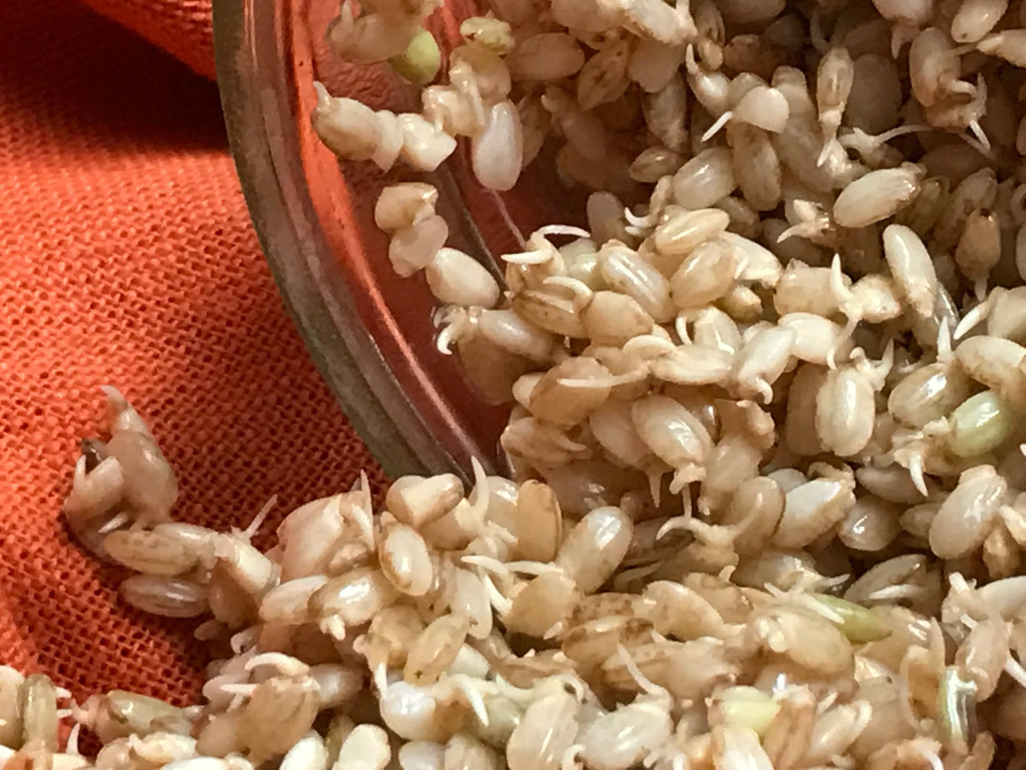 how-to-eat-brown-rice-sprouts