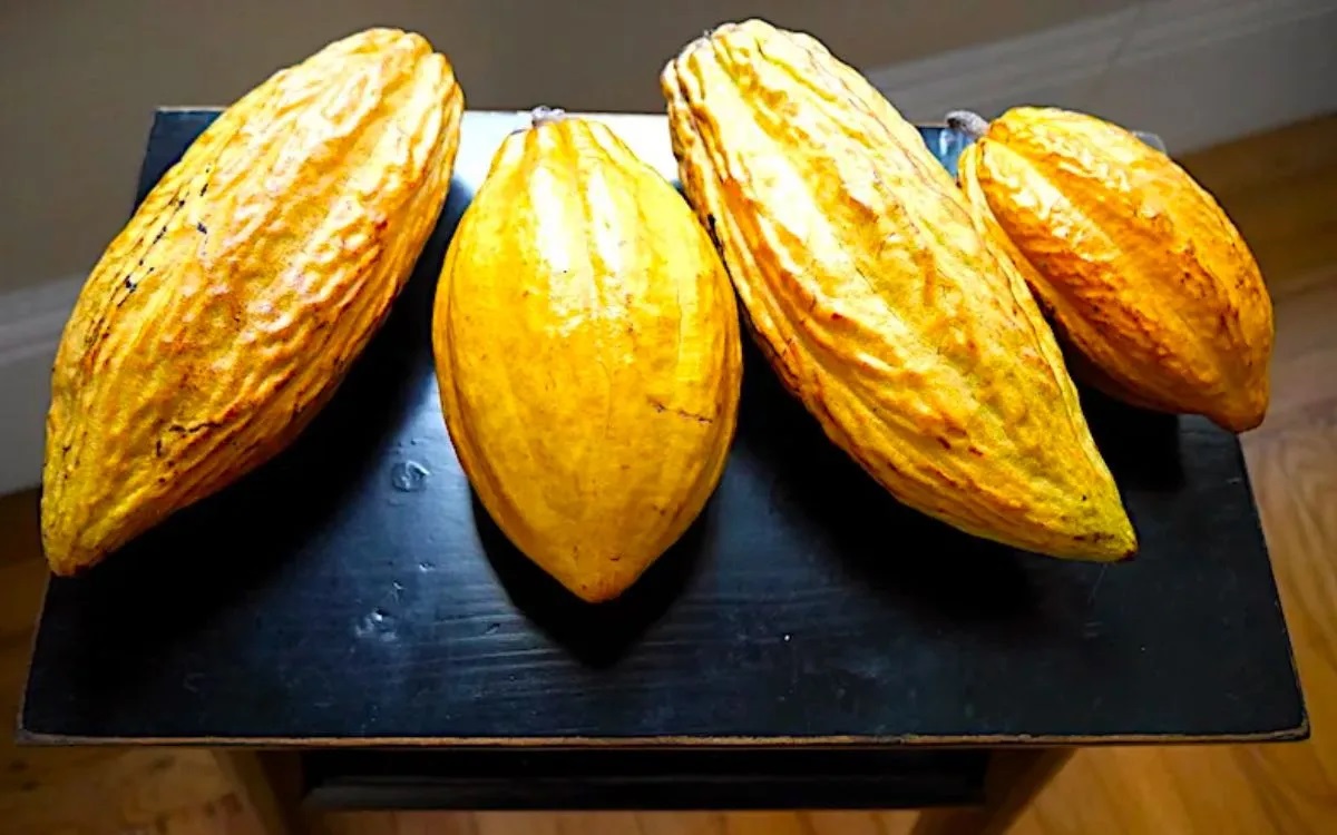 how-to-eat-cacao-fruit