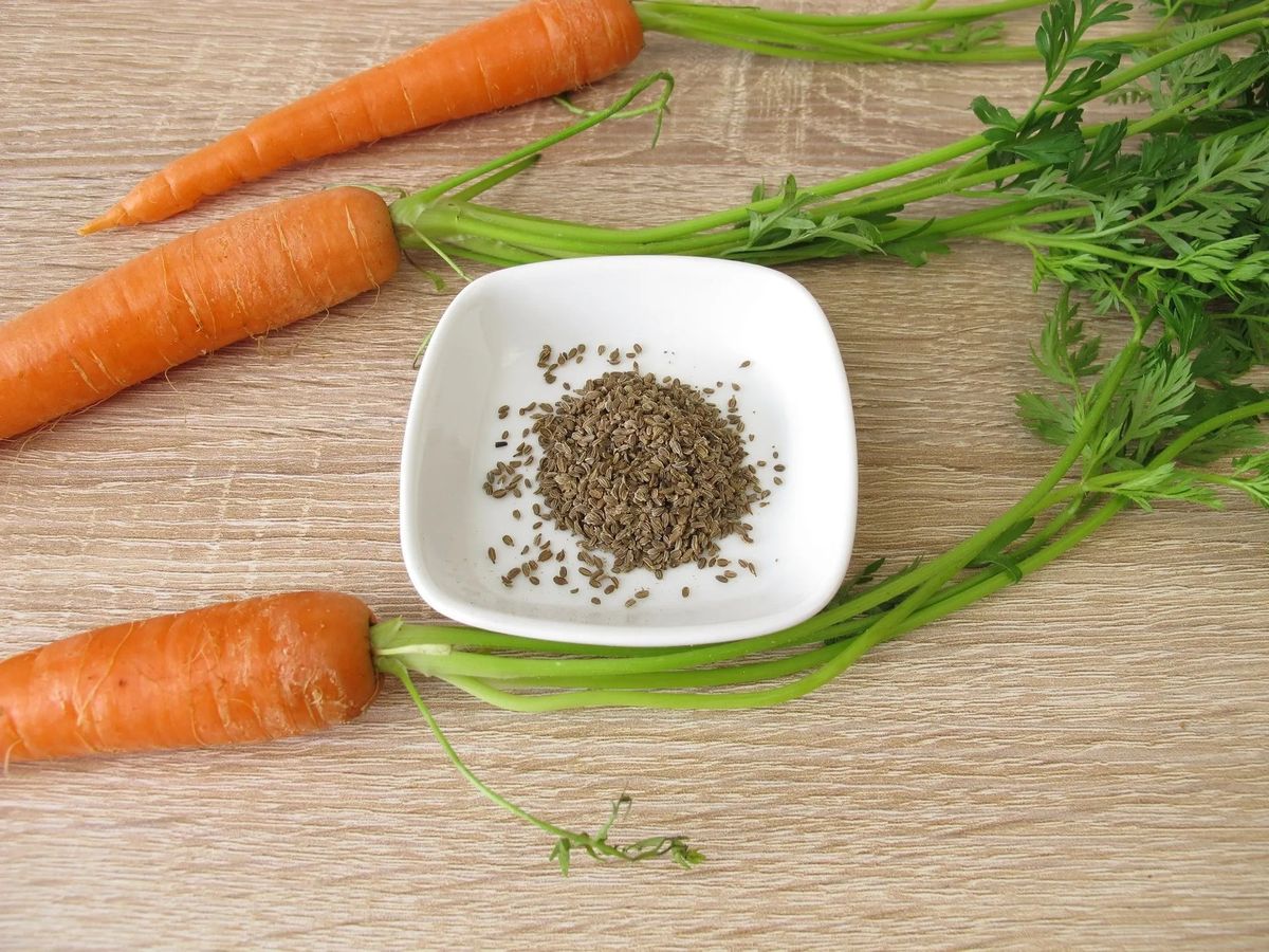 how-to-eat-carrot-seeds