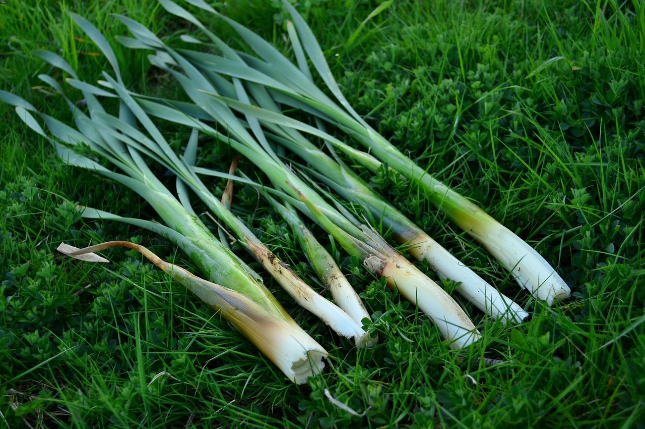 how-to-eat-cattail-plants
