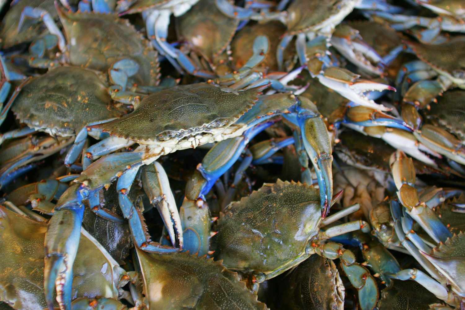 How To Eat Chesapeake Bay Crab - Recipes.net