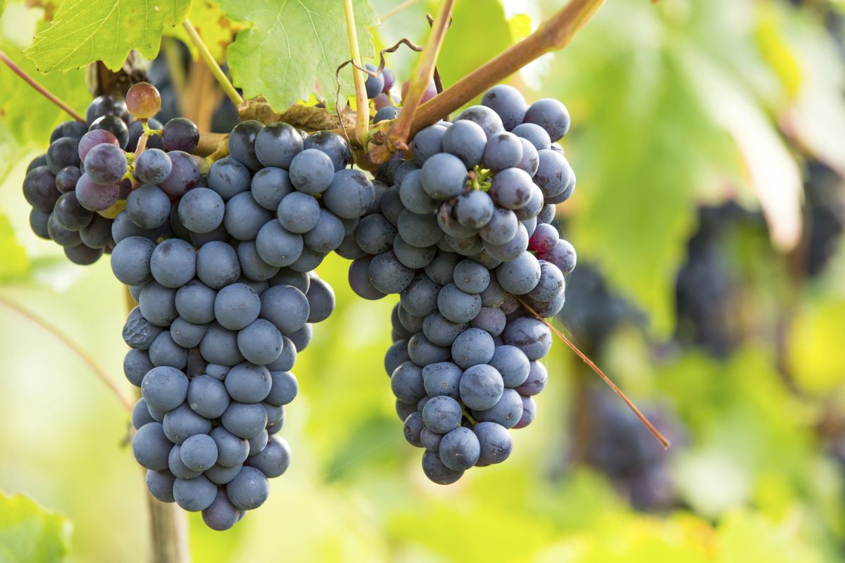how-to-eat-concord-grapes