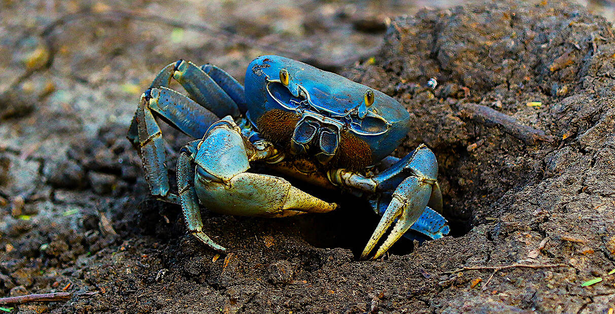 how-to-eat-cooked-blue-crab