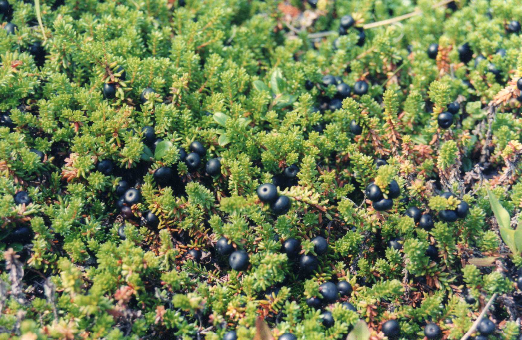 how-to-eat-crowberries