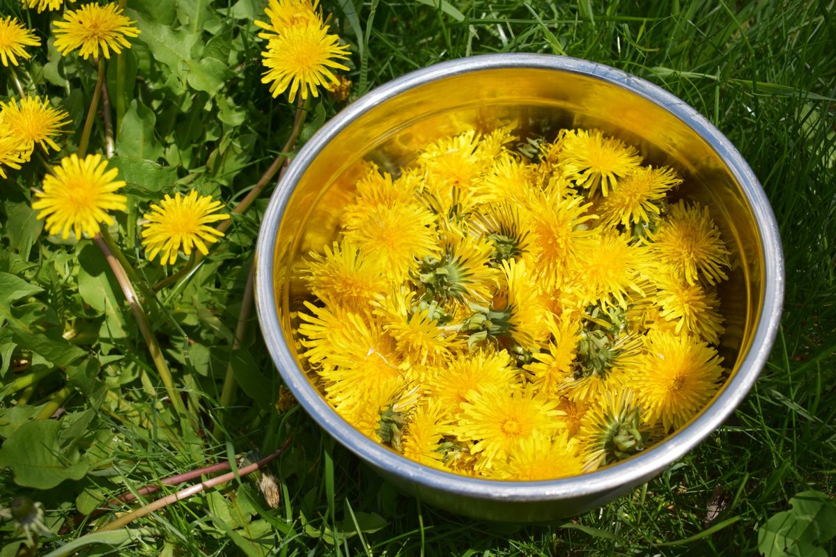 how-to-eat-dandelion-blossoms