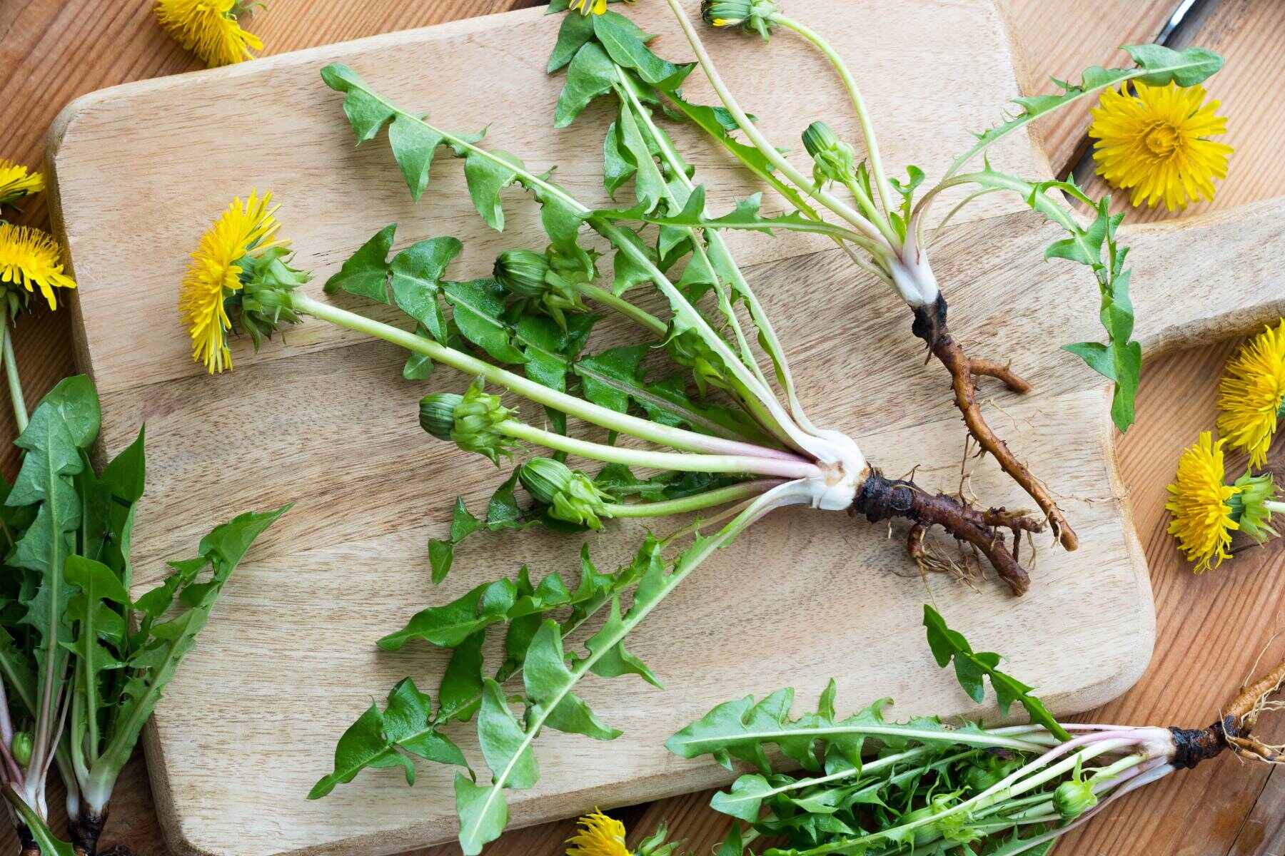 how-to-eat-dandelion-stems