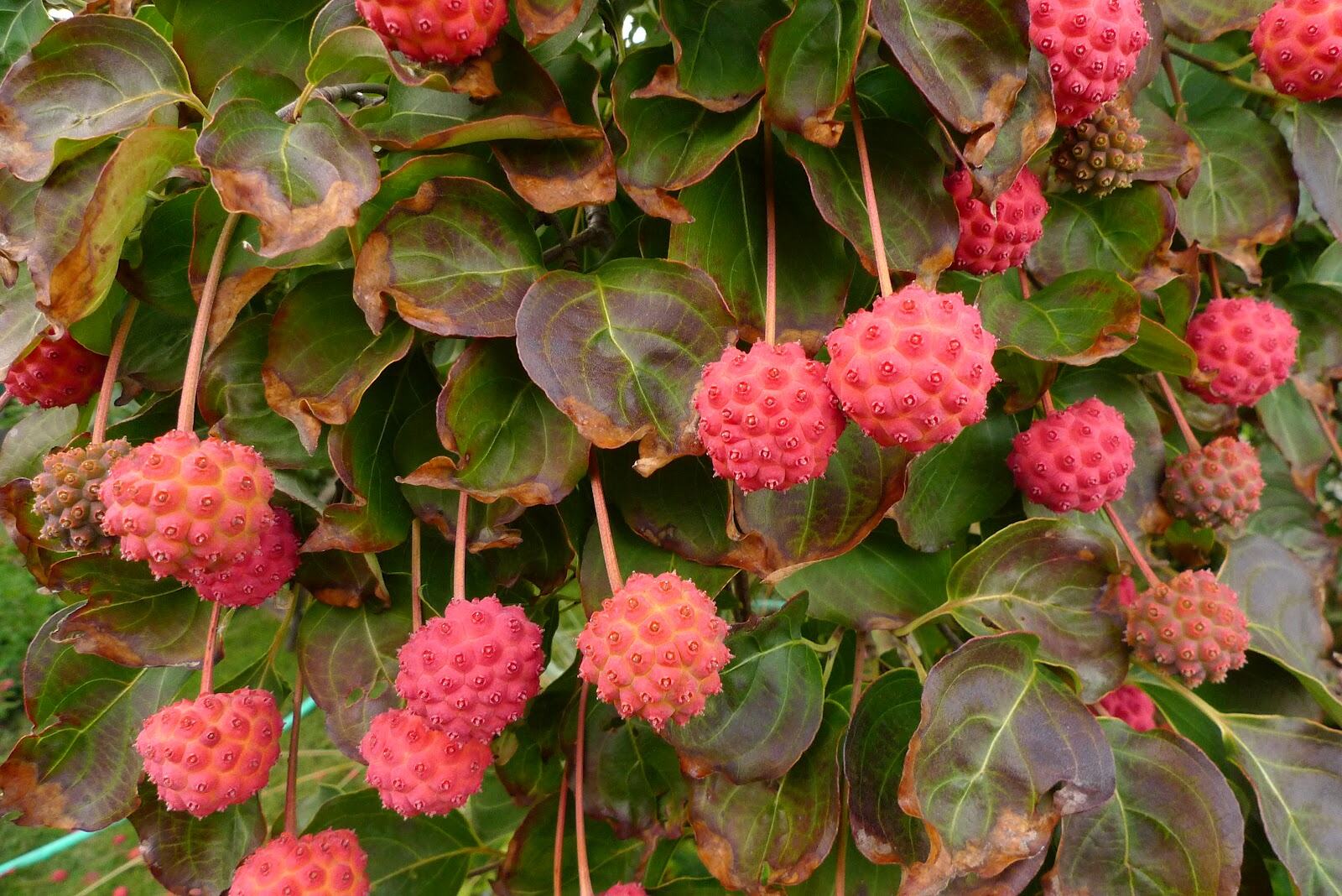 how-to-eat-dogwood-berries