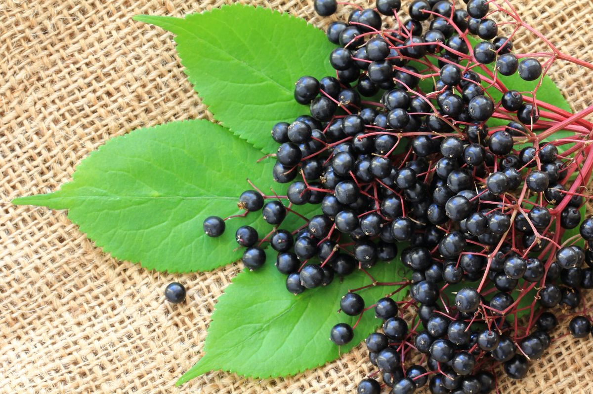 how-to-eat-elderberry