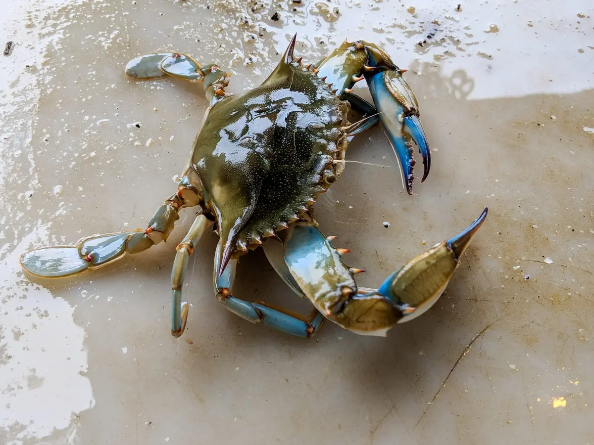 how-to-eat-female-blue-crabs