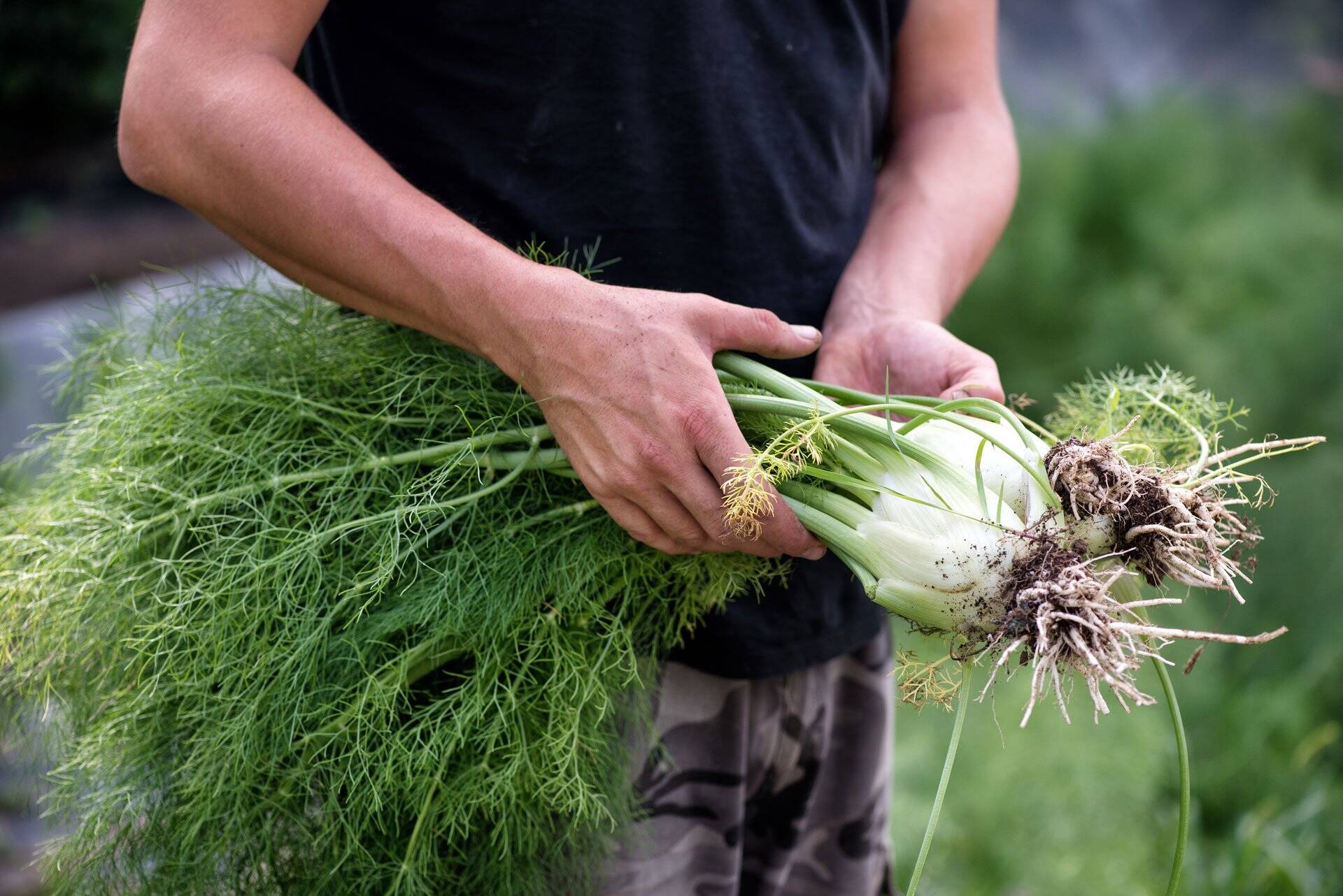 how-to-eat-fennel-stalks