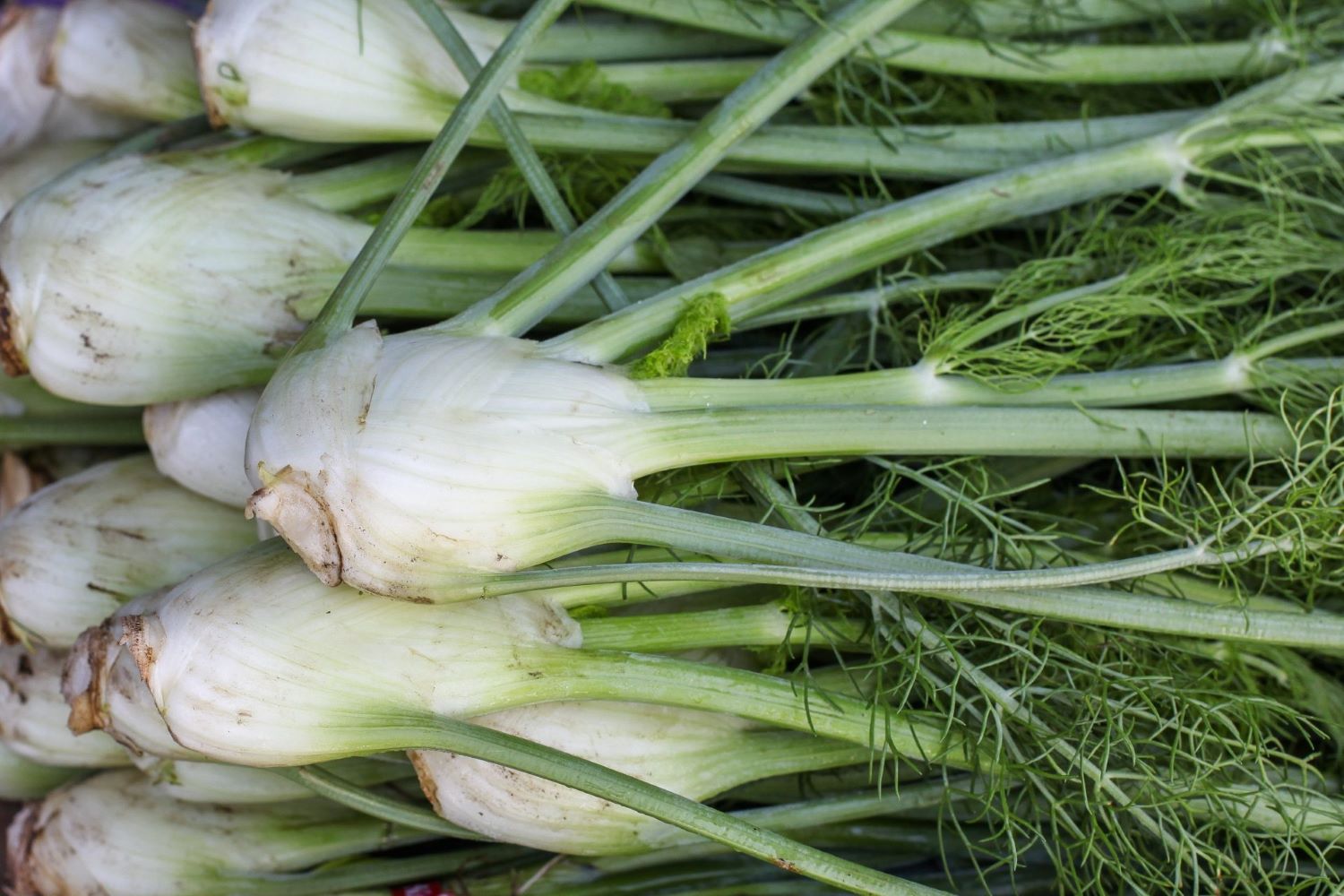 how-to-eat-fresh-fennel
