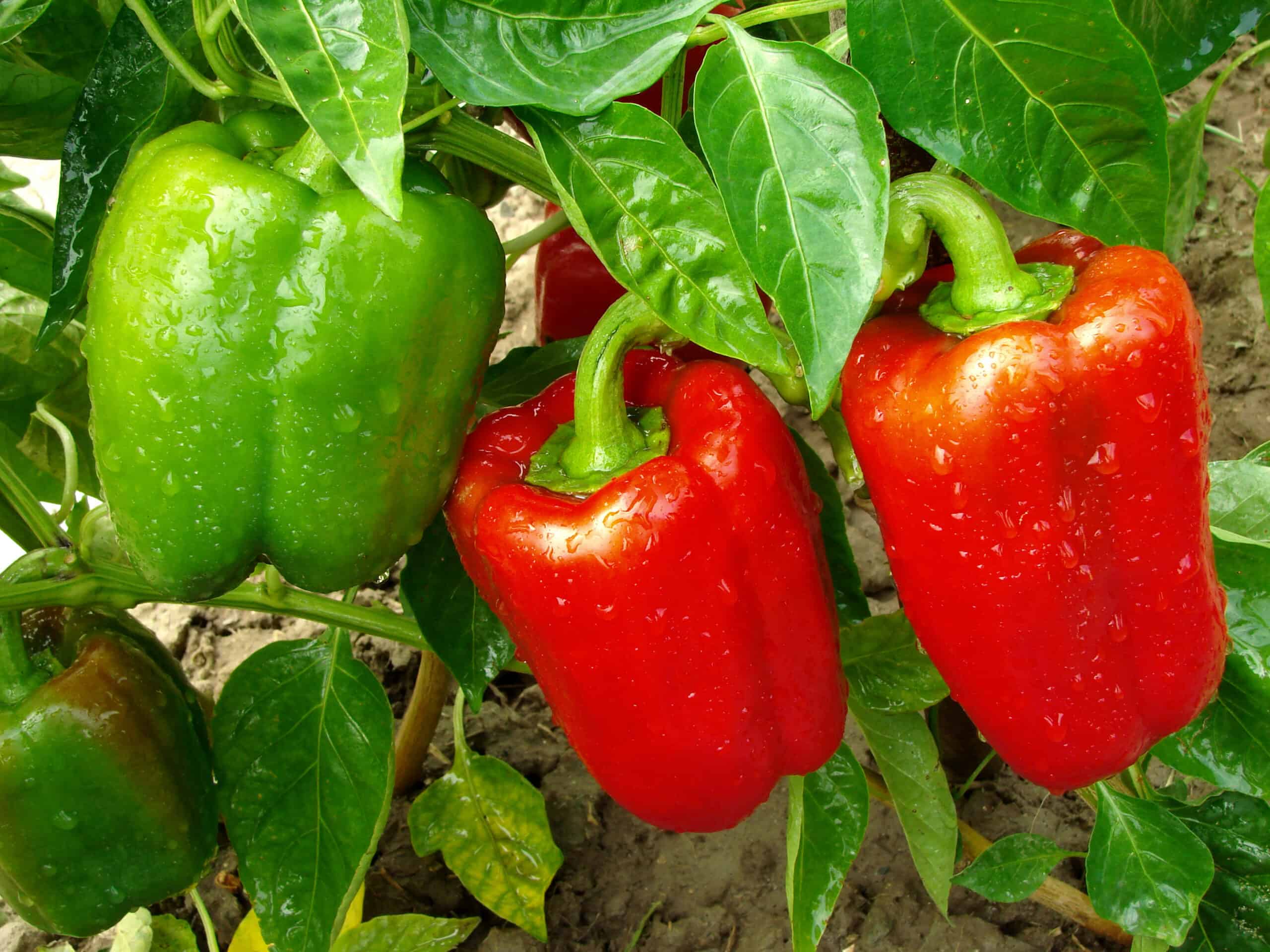 how-to-eat-fresh-peppers