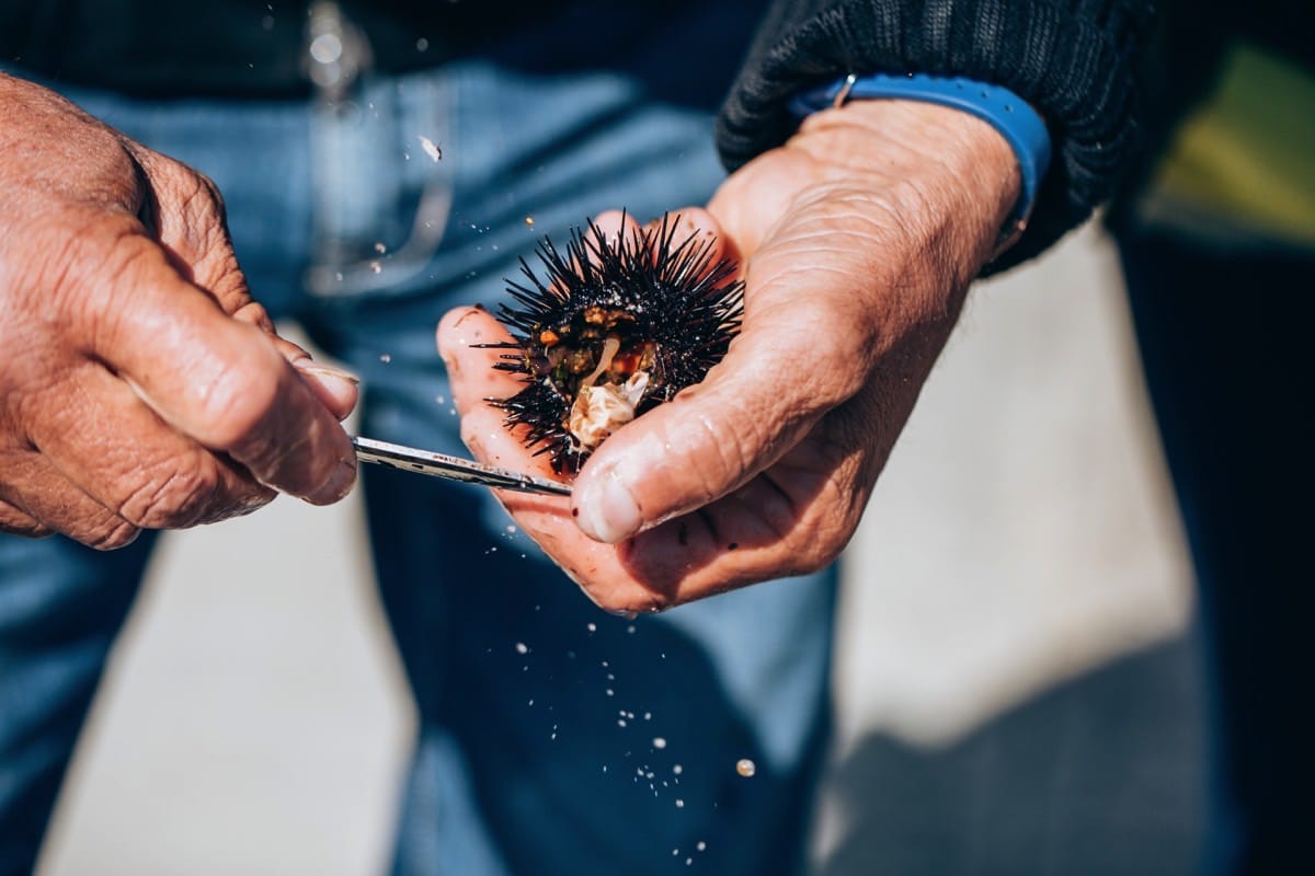 how-to-eat-fresh-sea-urchin