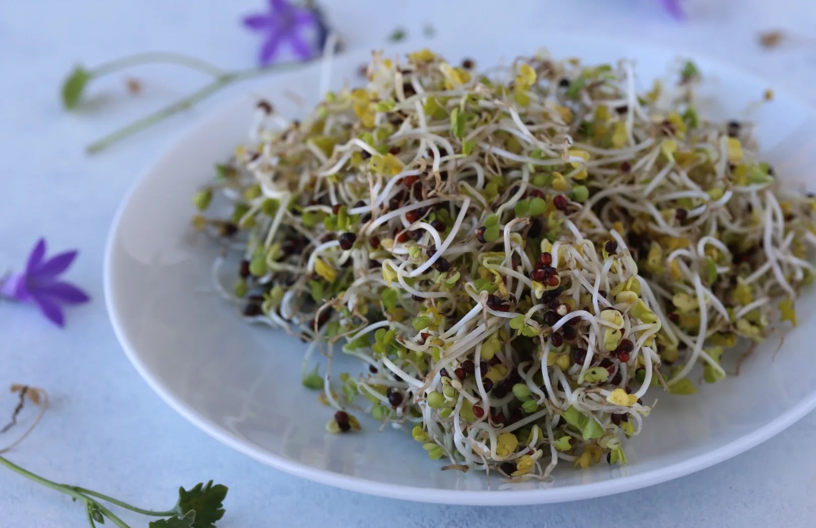 how-to-eat-frozen-broccoli-sprouts