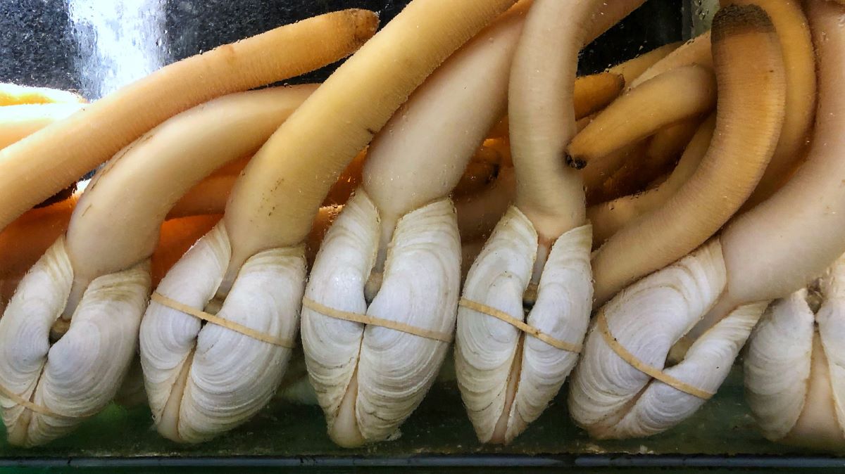 how-to-eat-geoduck