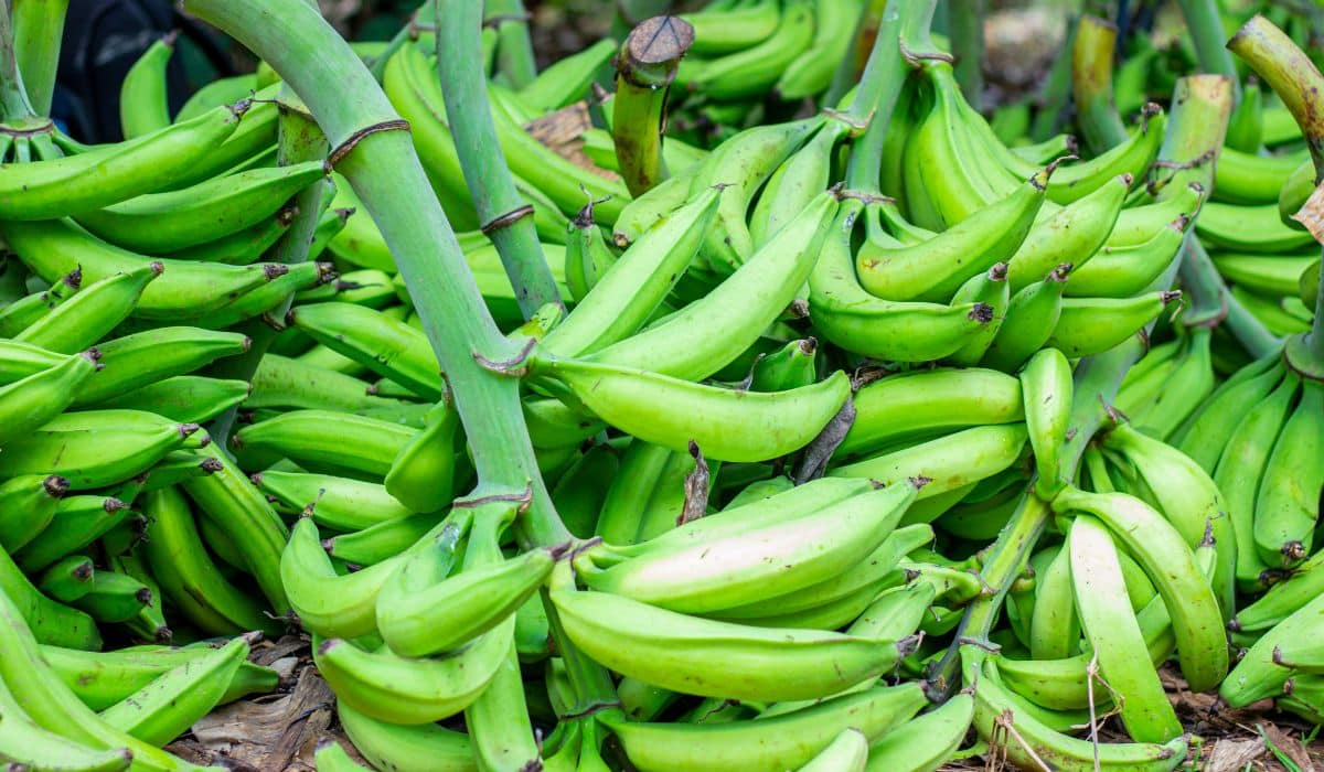 how-to-eat-green-plantain