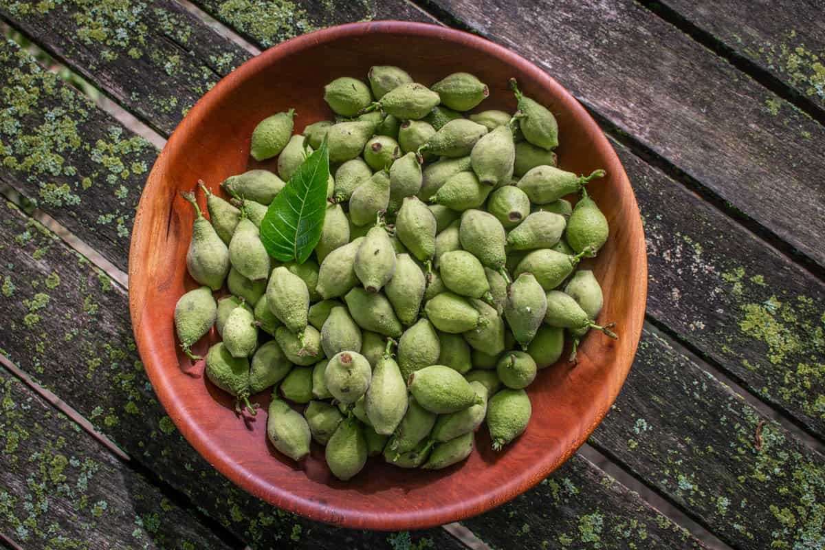 how-to-eat-green-walnut-hull