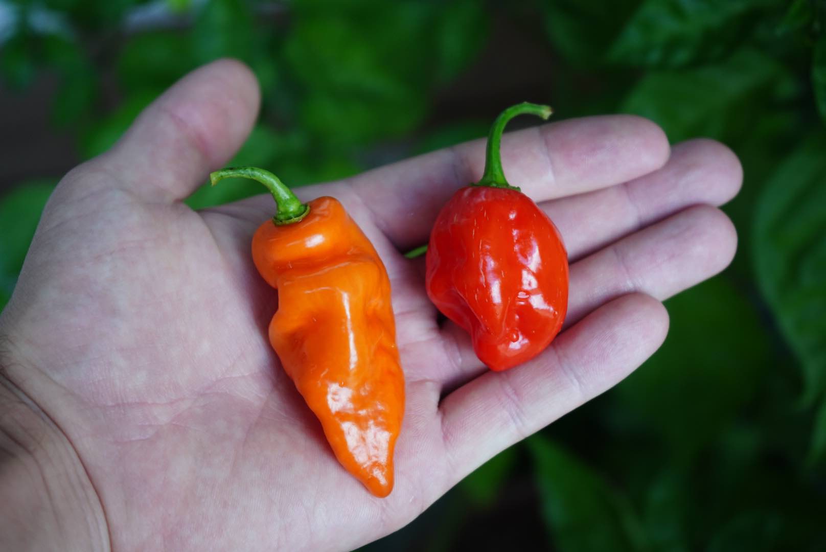 how-to-eat-habanero-peppers