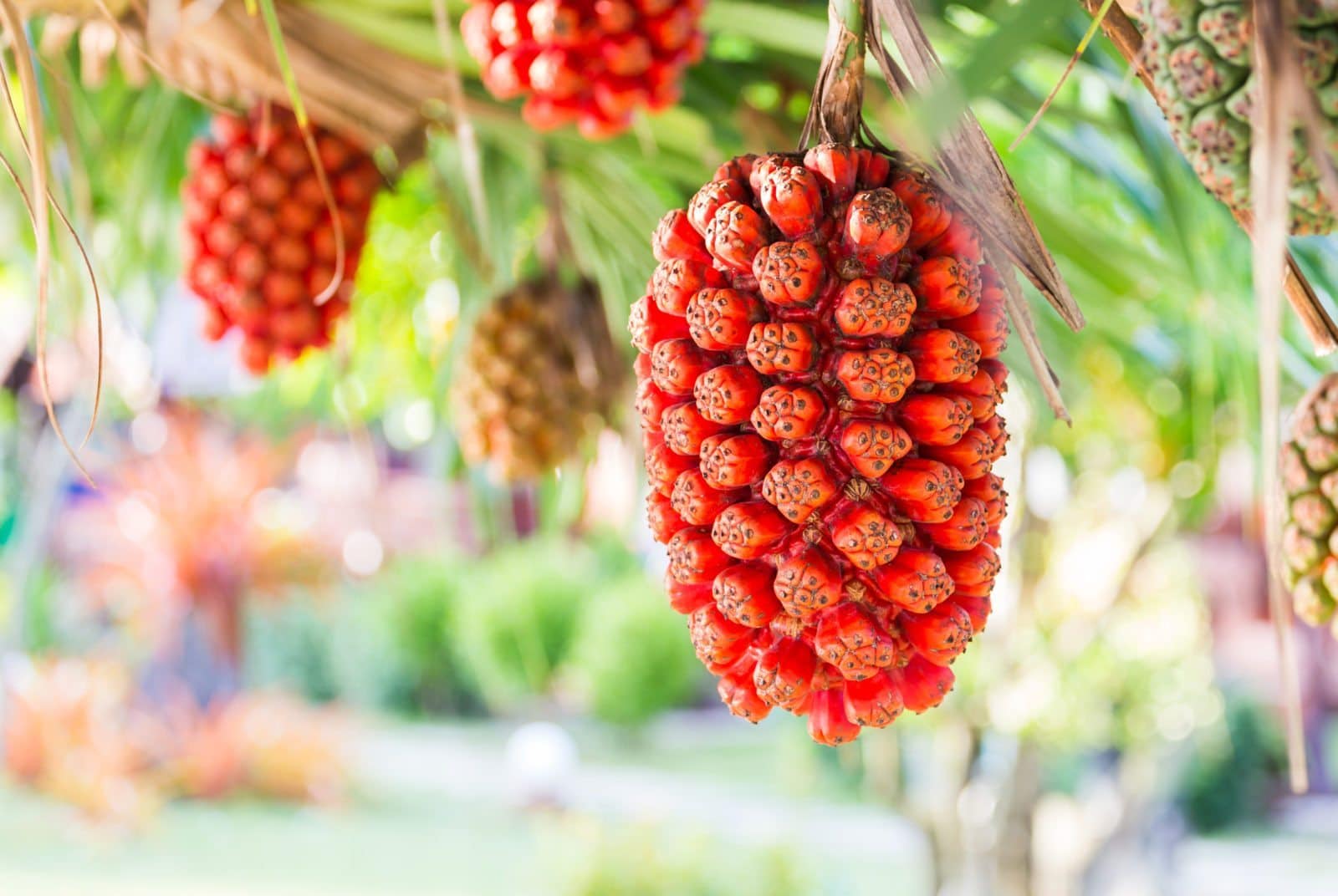 Hala fruit on sale