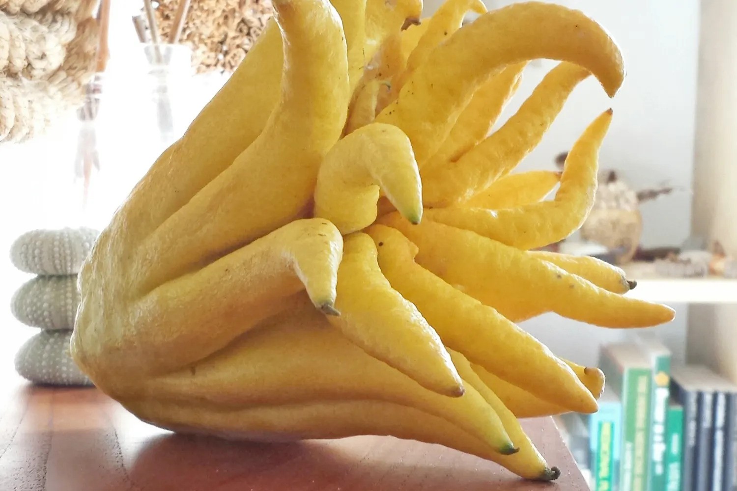 how-to-eat-hand-of-buddha-fruit