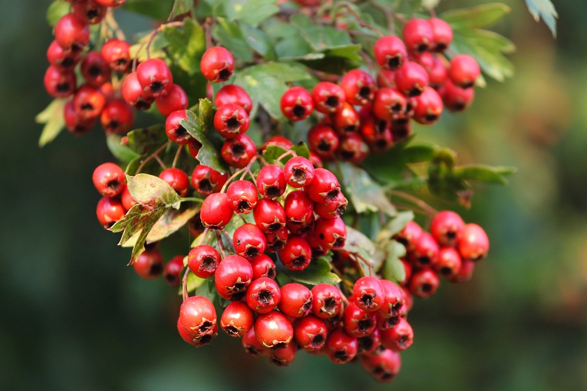 how-to-eat-hawthorn-berries