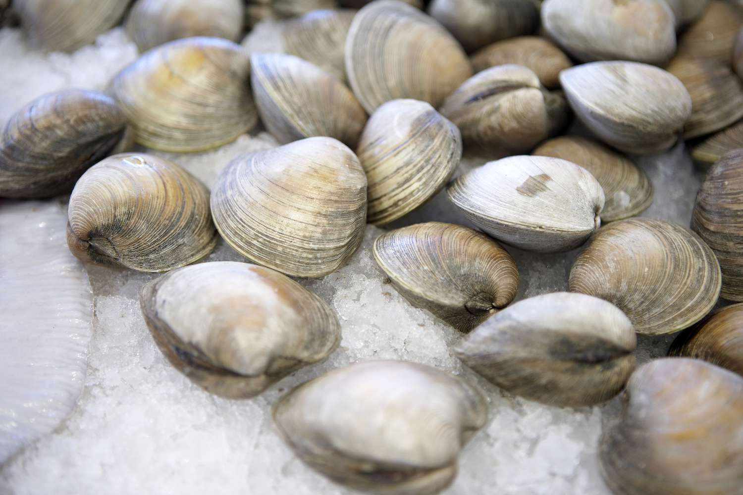 how-to-eat-king-clams-gut