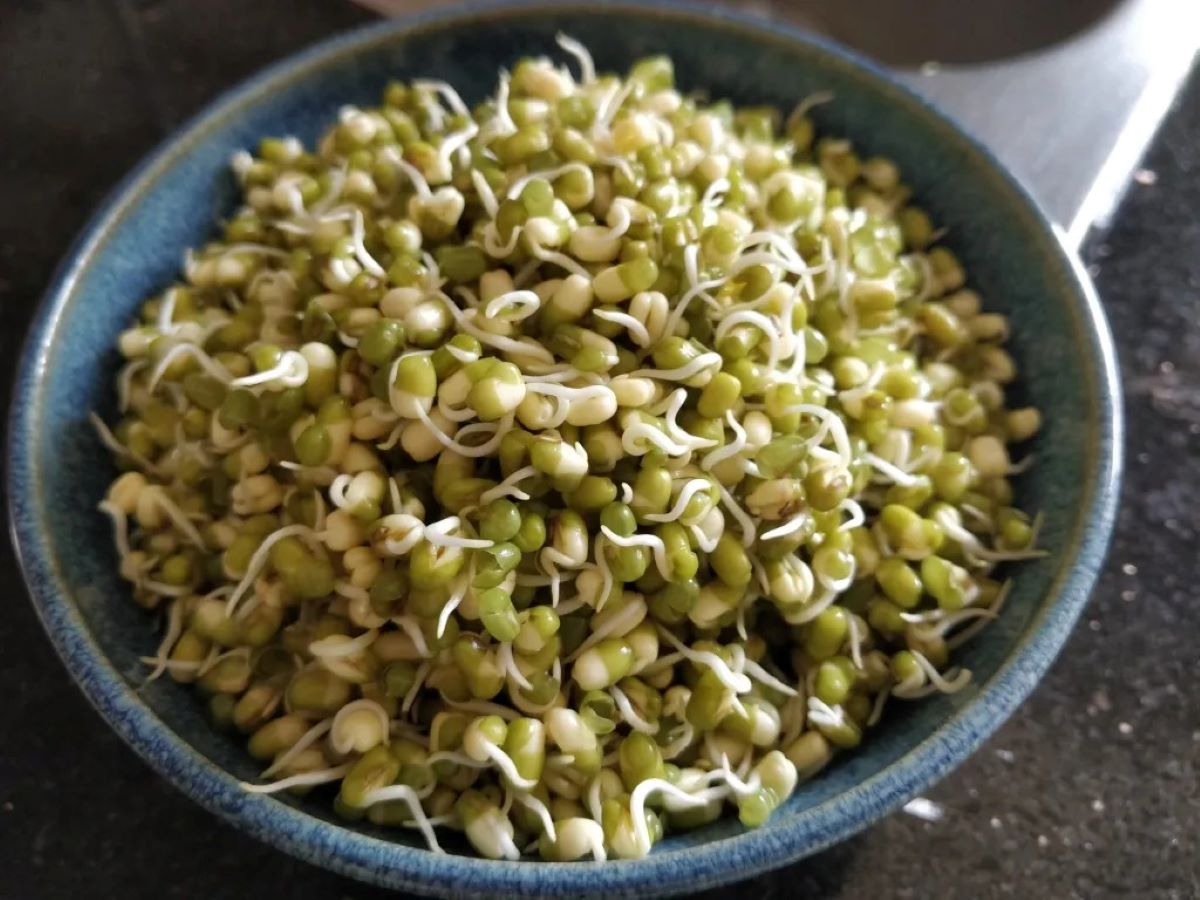 how-to-eat-lentil-sprouts