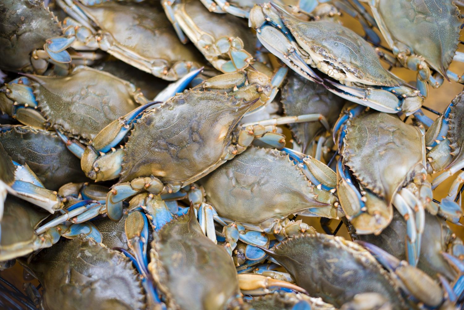 how-to-eat-maryland-blue-crabs