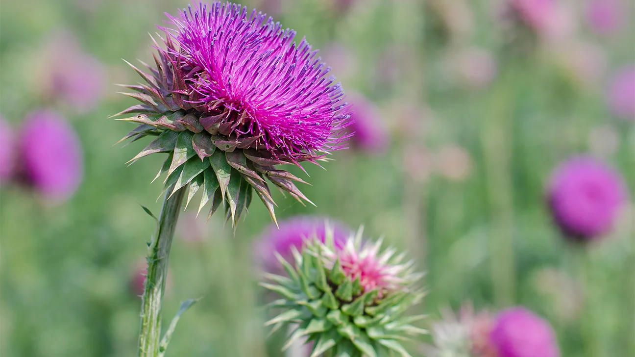 how-to-eat-milk-thistle