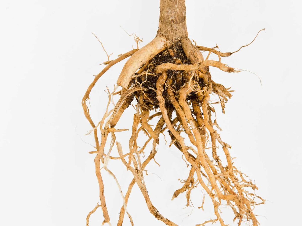 how-to-eat-moringa-root