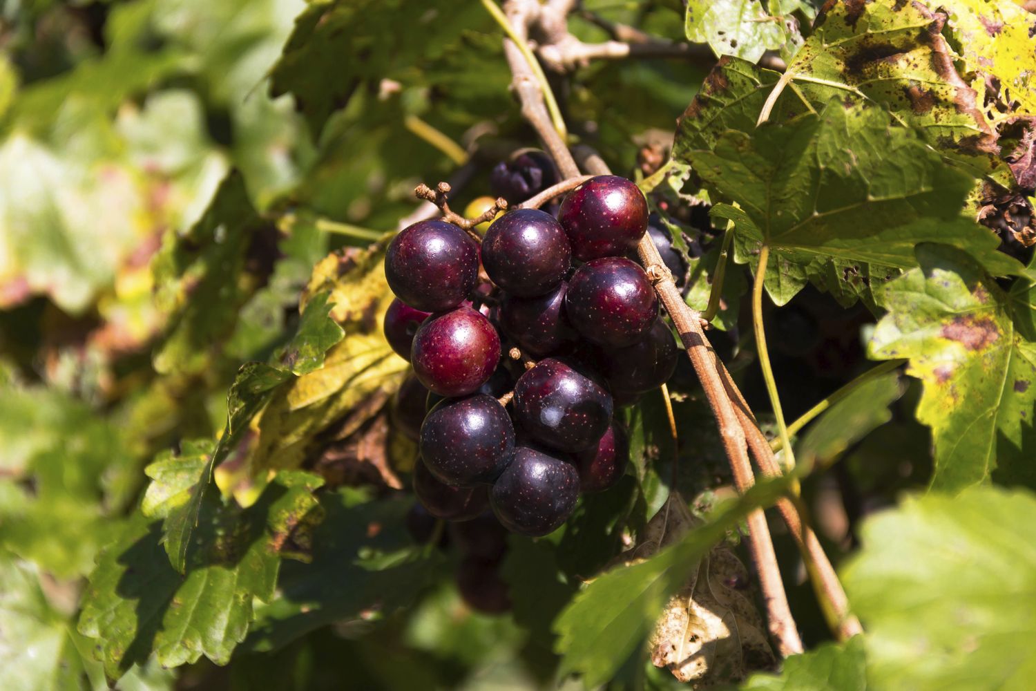 how-to-eat-muscadines