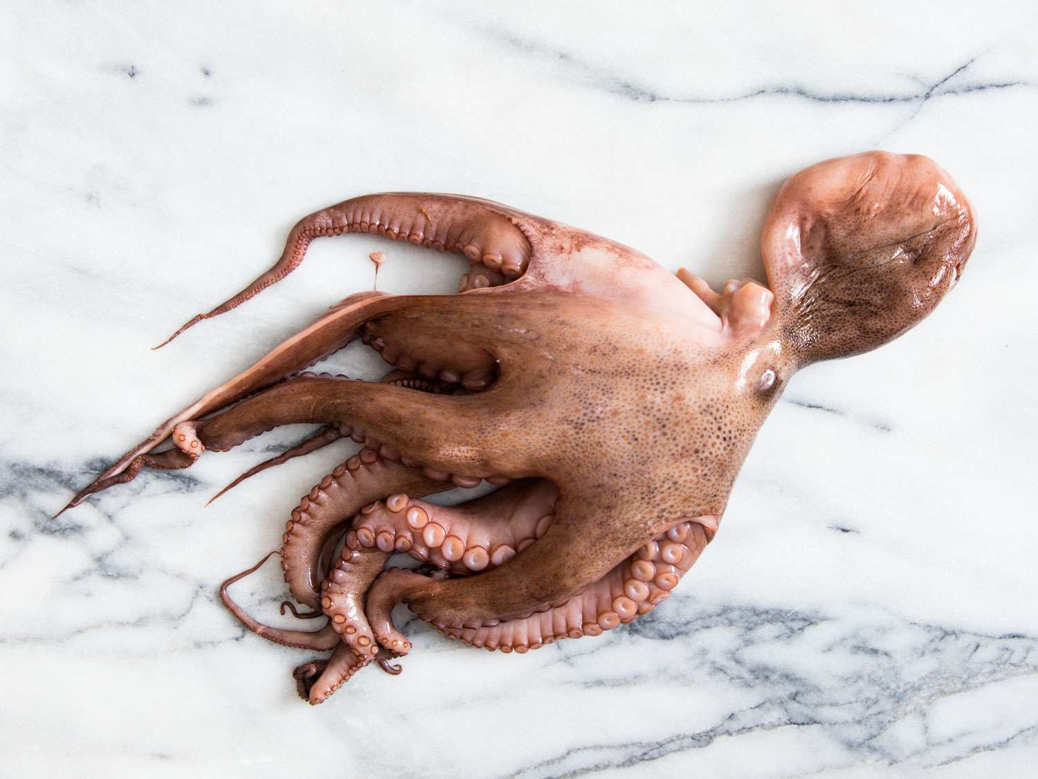 how-to-eat-octopus