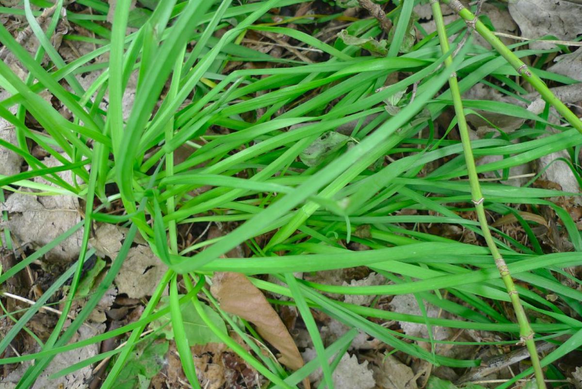 how-to-eat-onion-grass