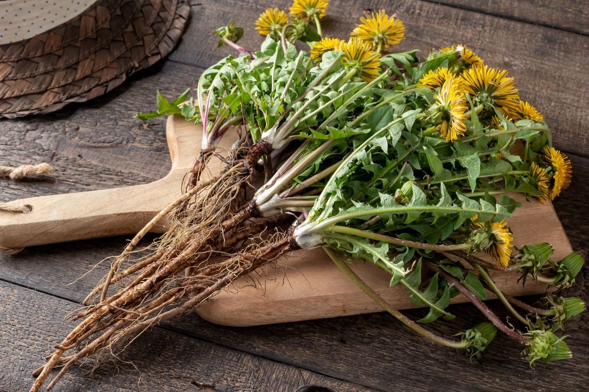 how-to-eat-organic-dandelion-root
