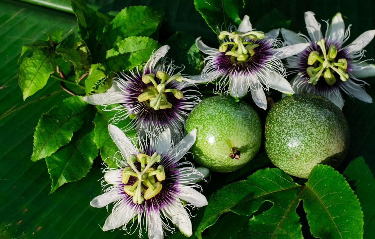 how-to-eat-passion-fruit-leaves