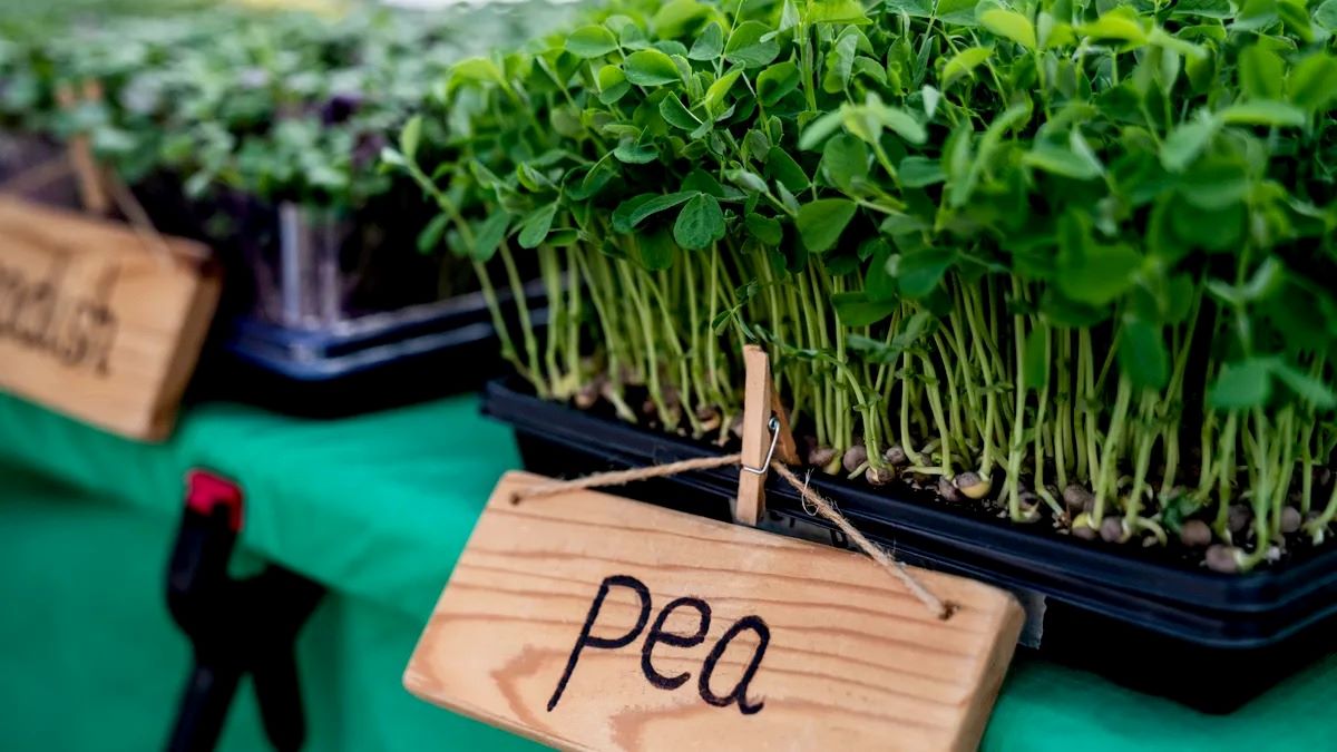 how-to-eat-pea-shoots