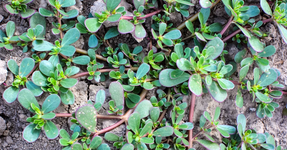 How to Eat Purslane Recipes