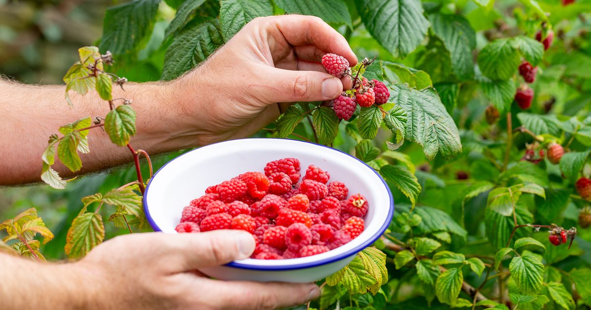 how-to-eat-raspberry-seeds