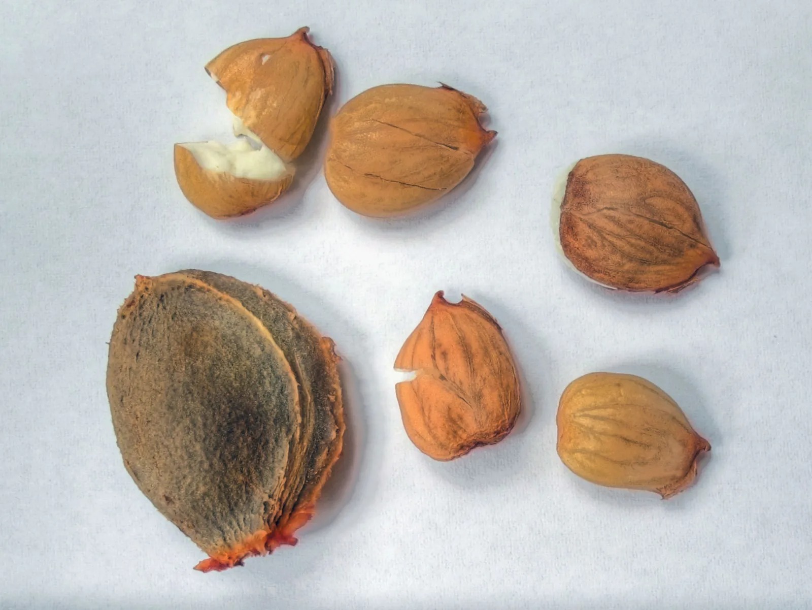 How To Eat Raw Apricot Seeds - Recipes.net