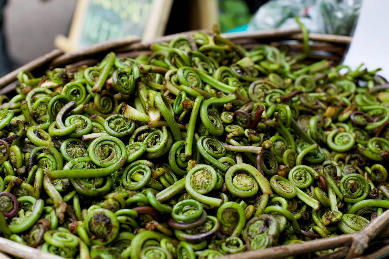 how-to-eat-raw-fiddleheads