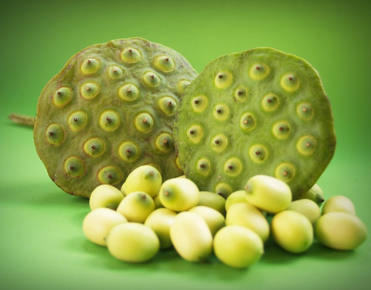 how-to-eat-raw-lotus-seeds