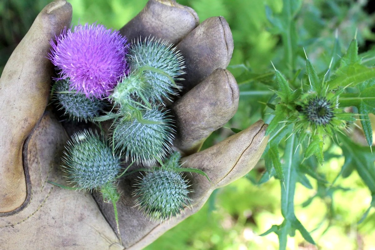 how-to-eat-raw-milk-thistle