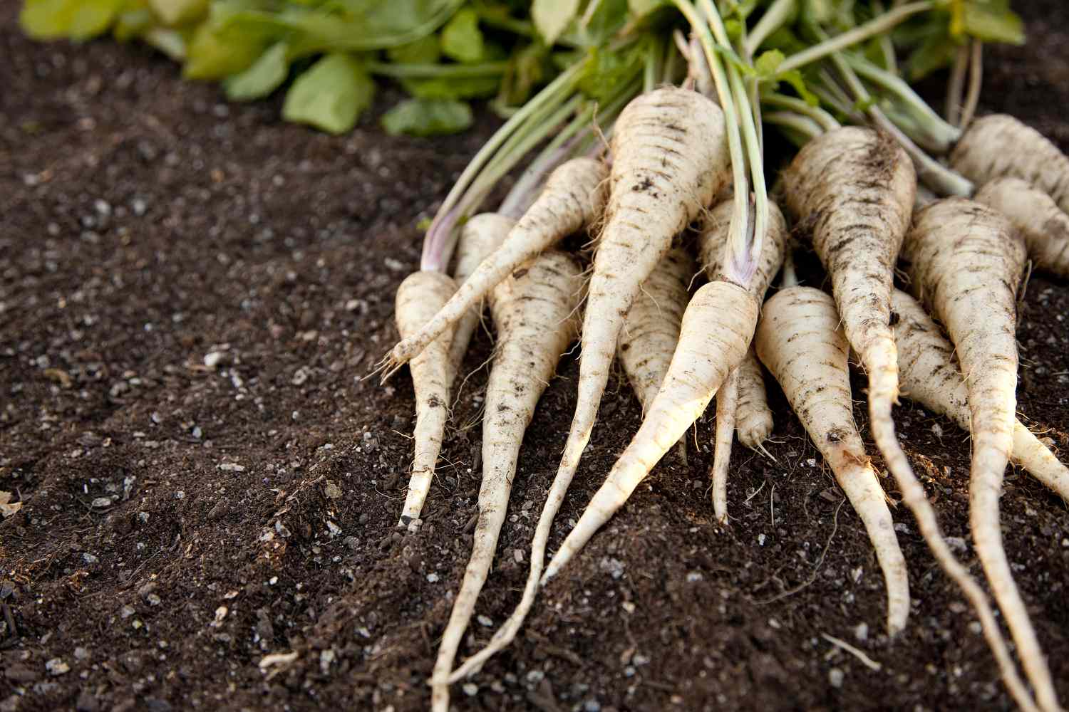 How To Eat Raw Parsnip - Recipes.net