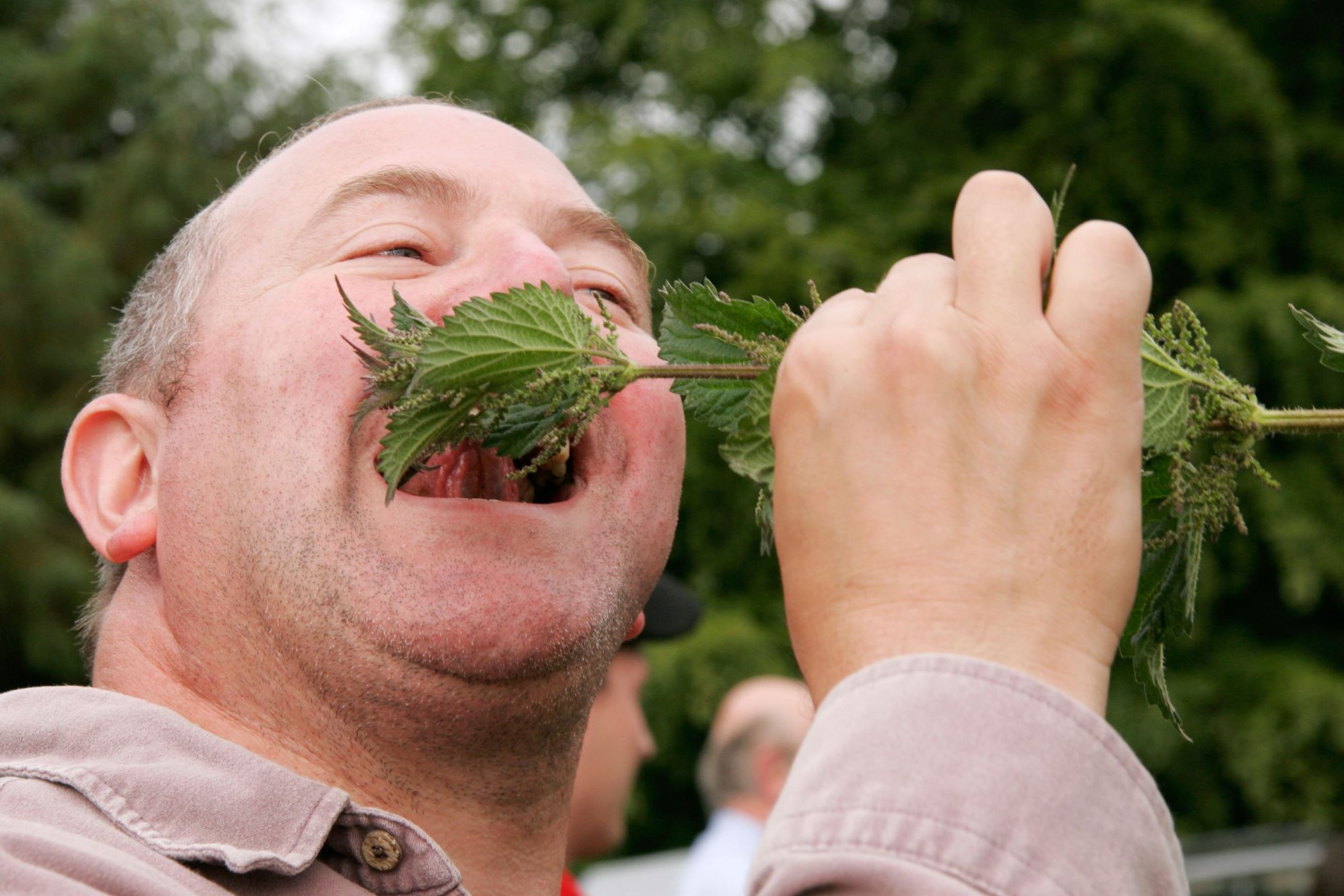 how-to-eat-raw-stinging-nettle