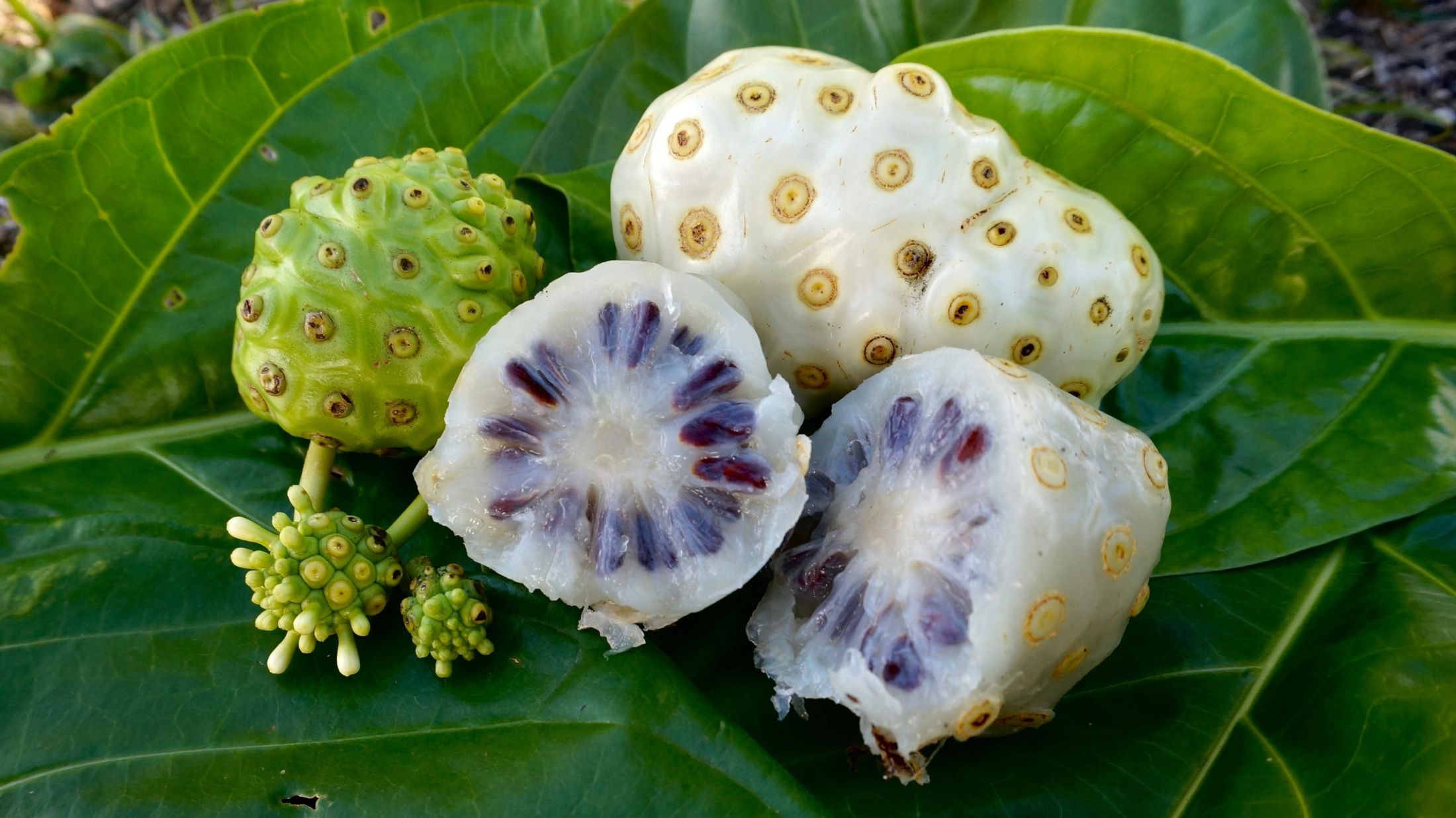 how-to-eat-red-noni-fruit
