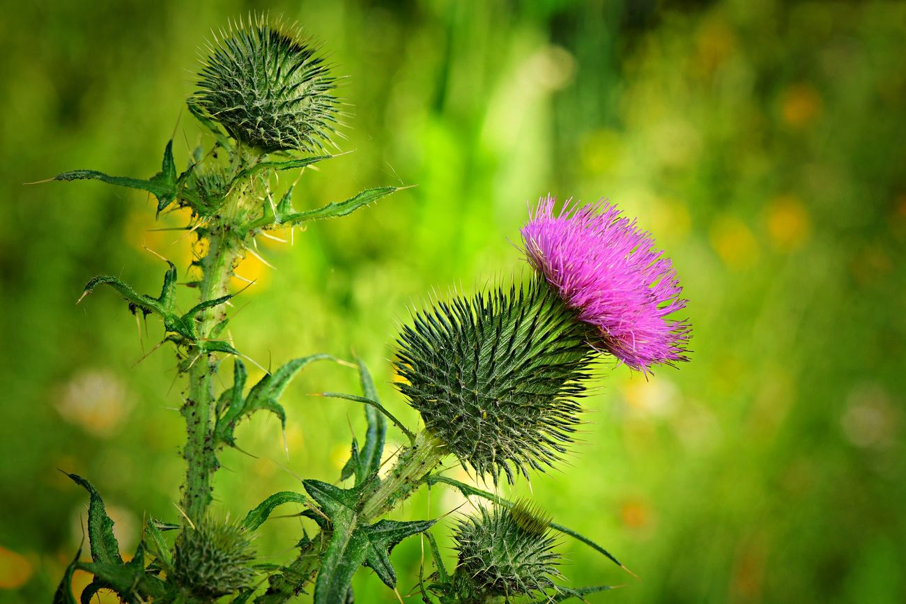 how-to-eat-rocky-mountain-bull-thistle