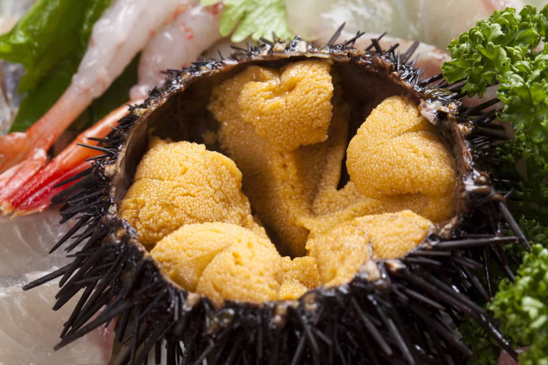 how-to-eat-sea-urchin