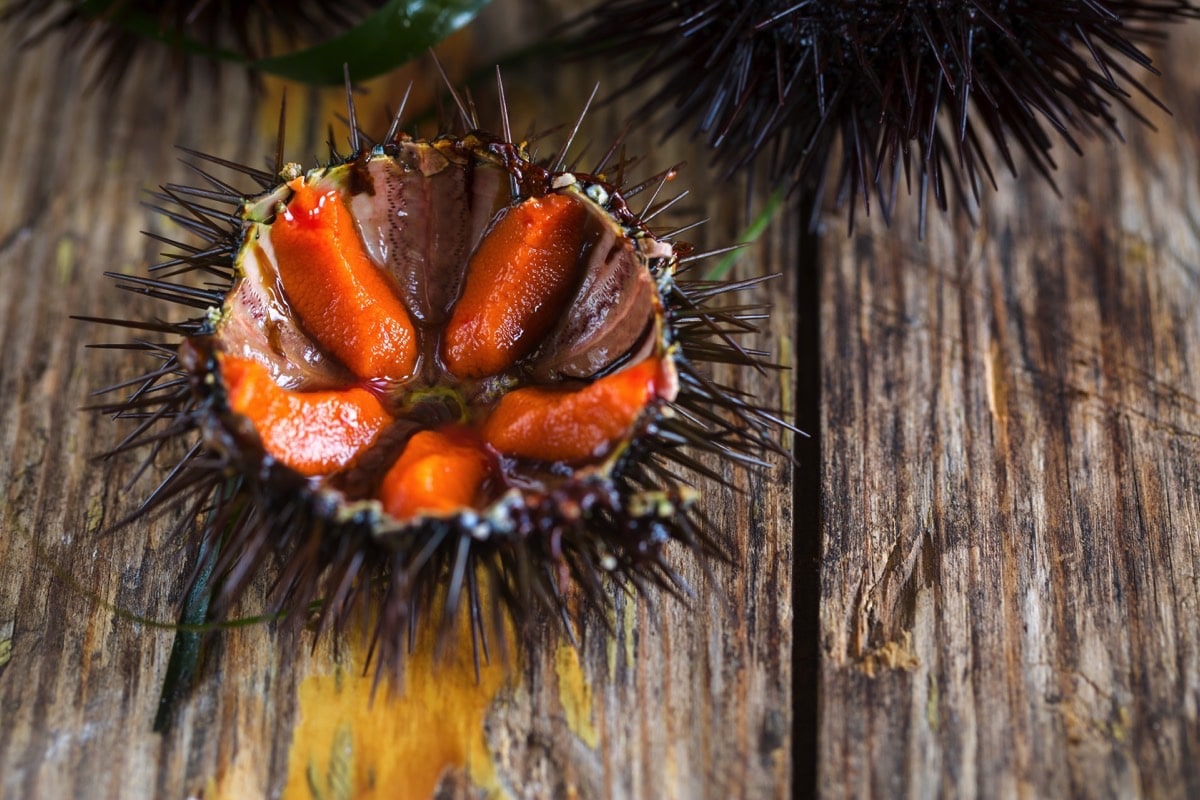 how-to-eat-sea-urchin-out-of-the-shell